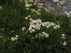 Achillea erba-rotta