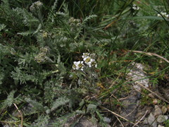 Achillea nana