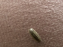 Armadillidium assimile