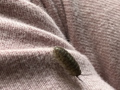 Armadillidium assimile