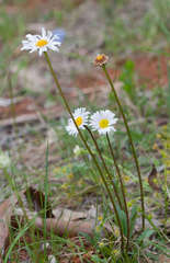 Allittia uliginosa