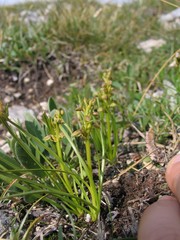 Chamorchis alpina