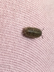 Armadillidium assimile