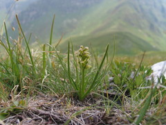 Chamorchis alpina