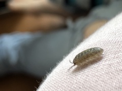 Armadillidium assimile