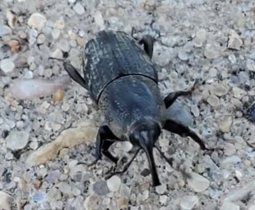 Hunting Billbug