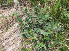 Cotoneaster integerrimus