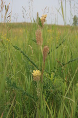 Astragalus alopecurus