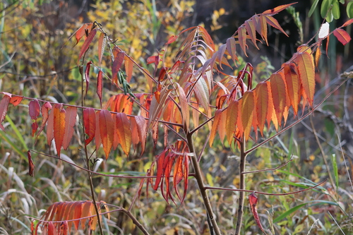 staghorn sumac