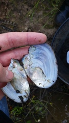 Anodonta nuttalliana