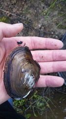 Anodonta nuttalliana