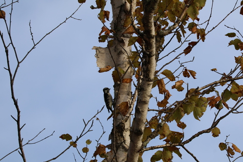 Downy Woodpecker