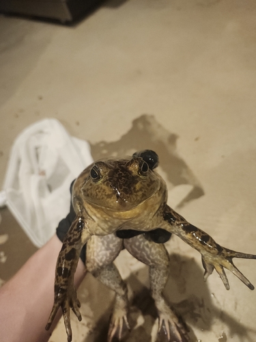 American Bullfrog
