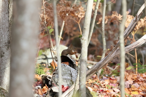 American Red Squirrel
