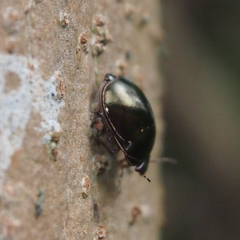 Brachyplatys punctipes