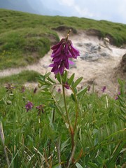 Hedysarum hedysaroides