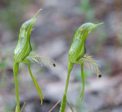 Pterostylis unicornis