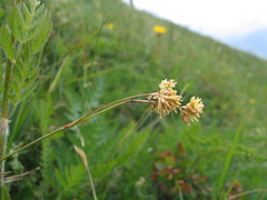 Luzula lutea