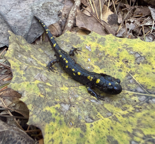 Spotted Salamander