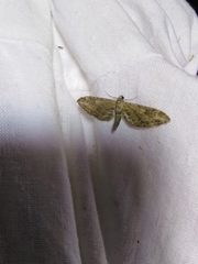 Eupithecia innotata