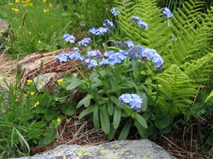 Myosotis alpestris