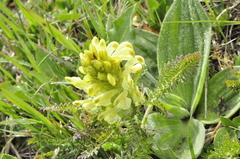 Pedicularis sibthorpii