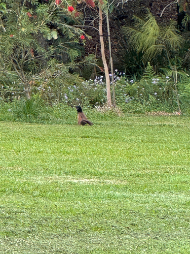Pheasant Coucal