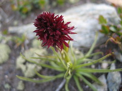 Gymnadenia