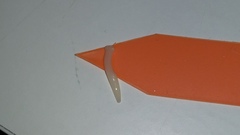 Cestoda