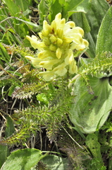 Pedicularis sibthorpii