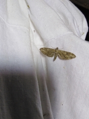 Eupithecia innotata