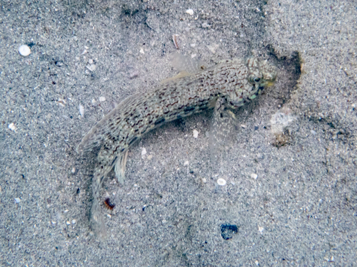 Istigobius ornatus observed 2026-10-08