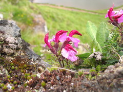 Pedicularis kerneri