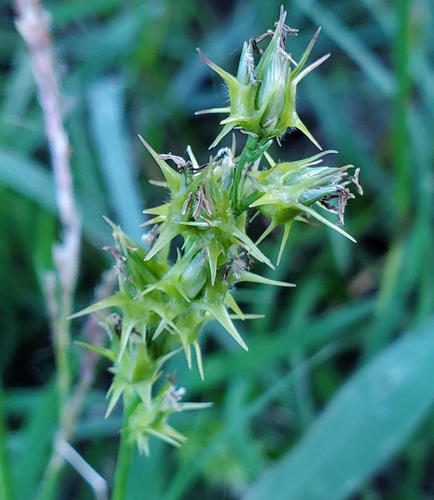 coastal sandbur