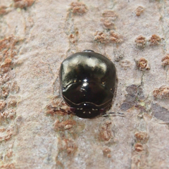 Brachyplatys punctipes