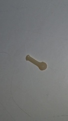 Cestoda