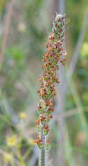 Plantago varia