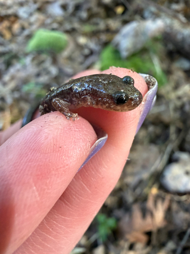 Eastern Red-backed Salamander
