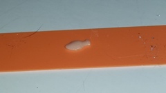 Cestoda
