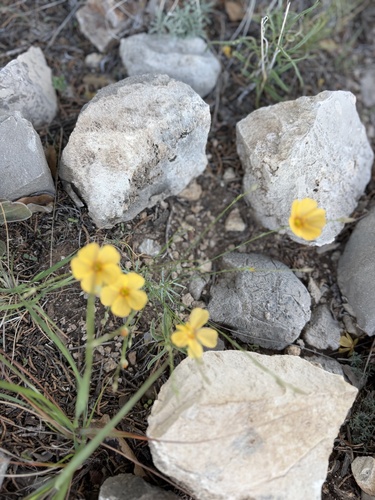Fendler's bladderpod