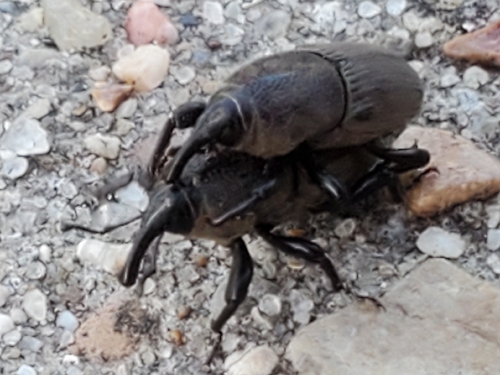 Sphenophorus coesifrons