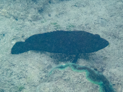 Cephalopholis boenak observed 2026-10-08