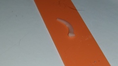 Cestoda