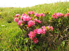 Rhododendron × intermedium