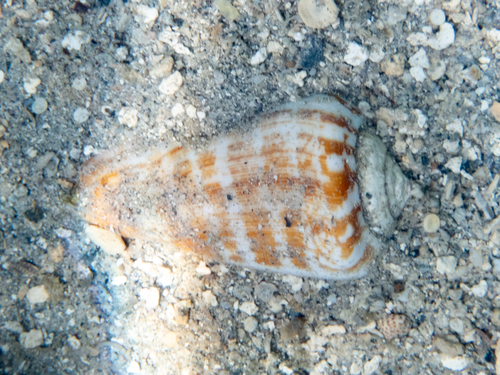 Strombus luhuanus observed 2026-10-08