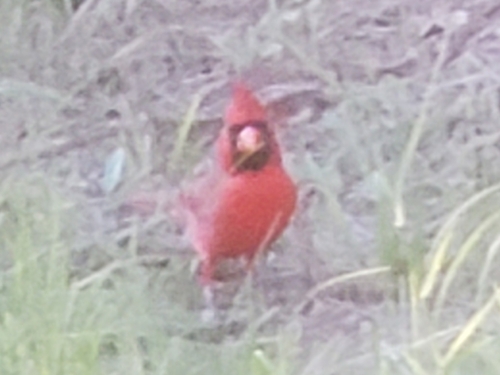 Northern Cardinal