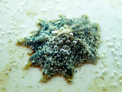 Siphonaria atra observed 2026-10-08