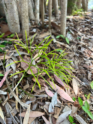 skeleton fork fern