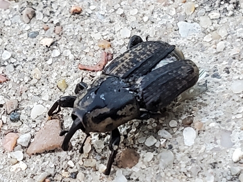 Nutgrass Billbug
