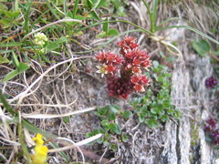 Sedum atratum